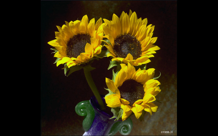 Sunflowers-Intense